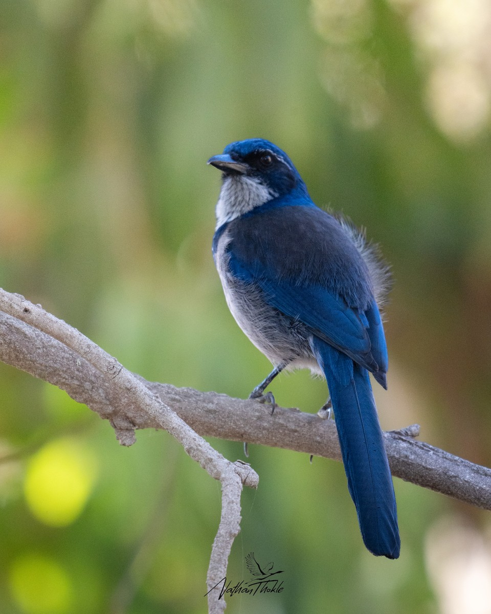 Сантакрузская сойка - ML644462476