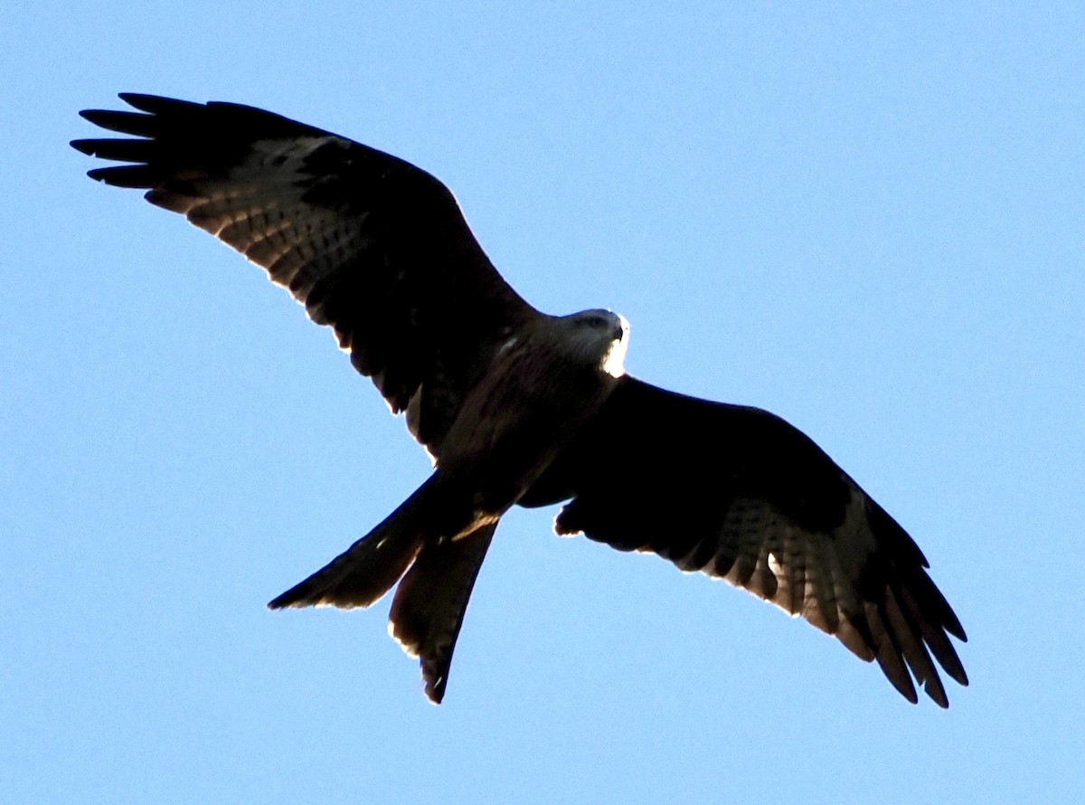 Red Kite - ML644462478