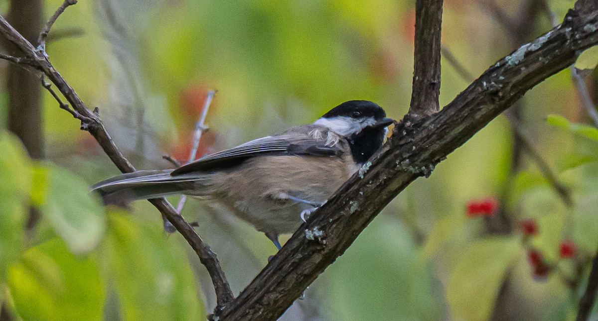 Carolina Chickadee - ML644462479