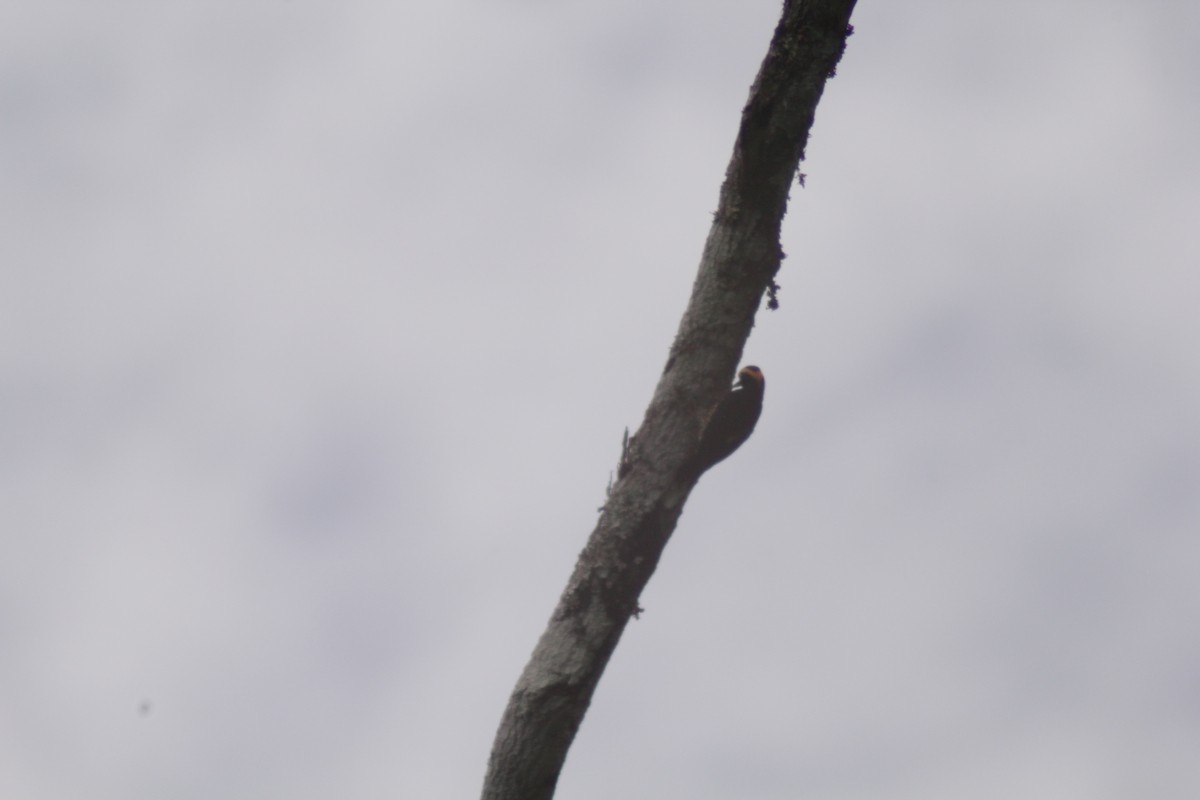 Pic à chevron d'or - ML644462482