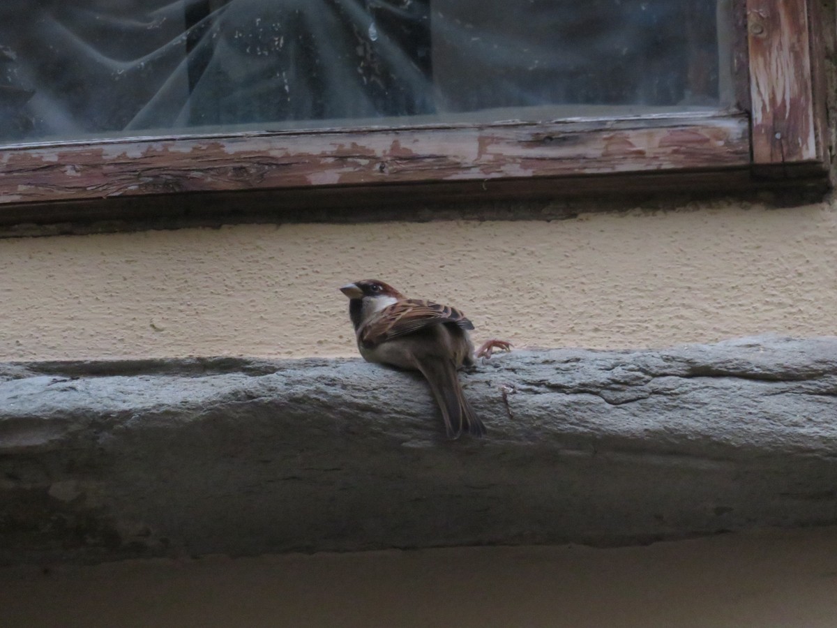 Passera d'Italia - ML644462484