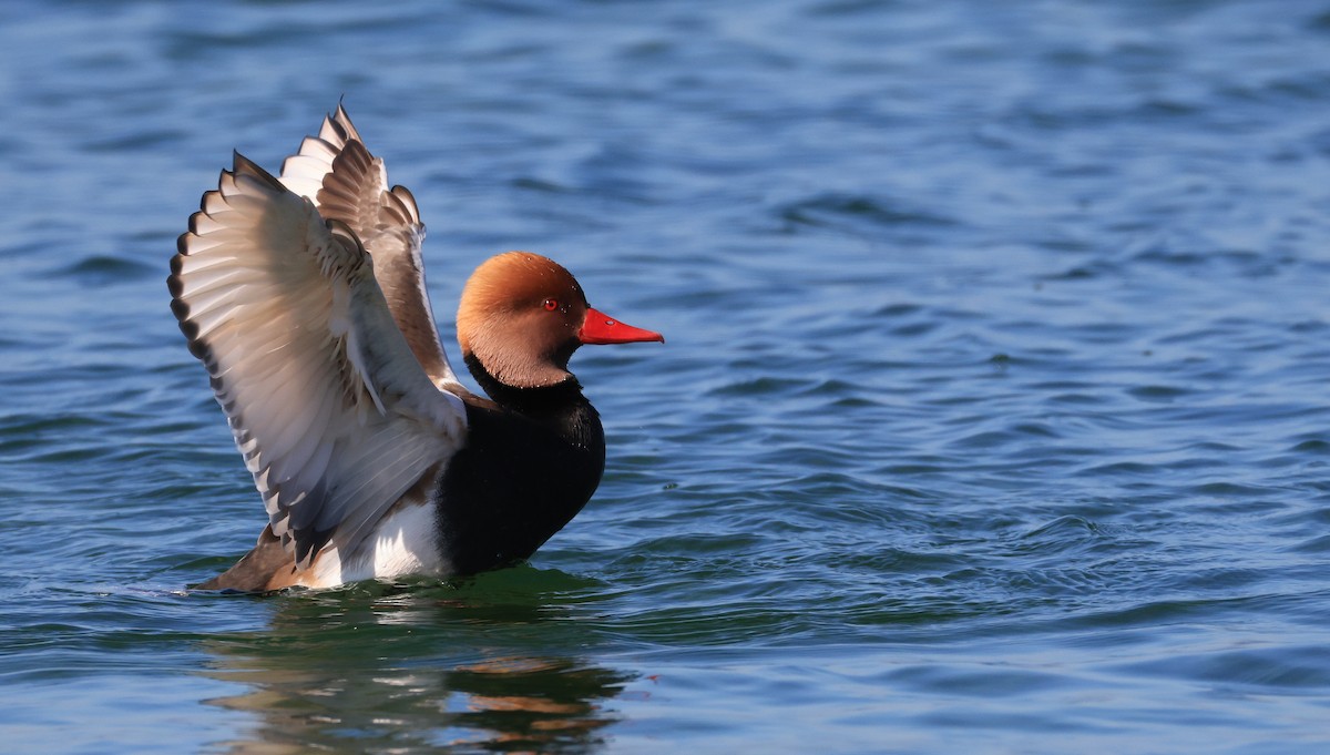 zrzohlávka rudozobá - ML644462485