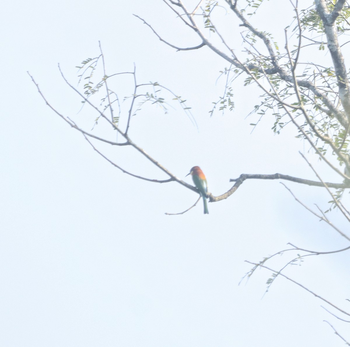 Chestnut-headed Bee-eater - ML644462489