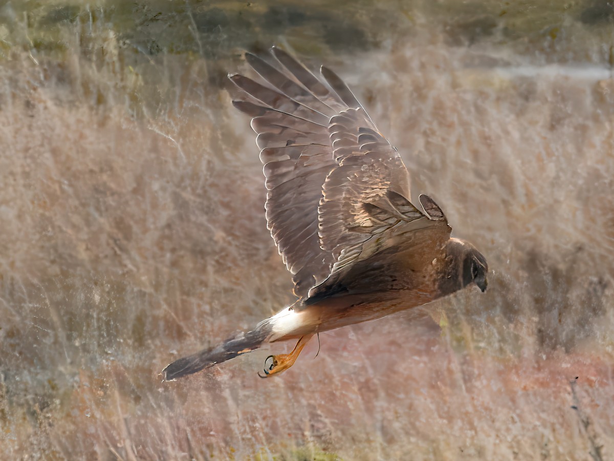 Northern Harrier - ML644462490