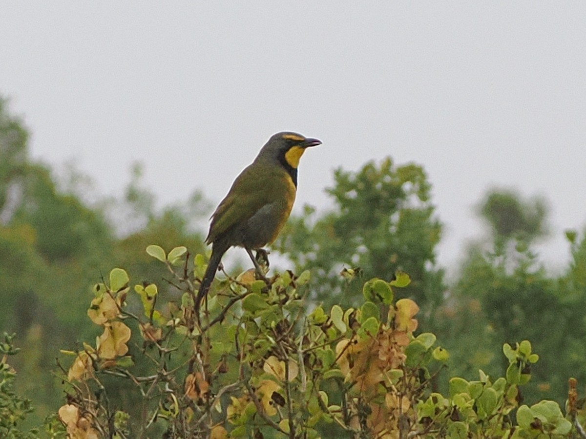 Bokmakierie - ML644462494