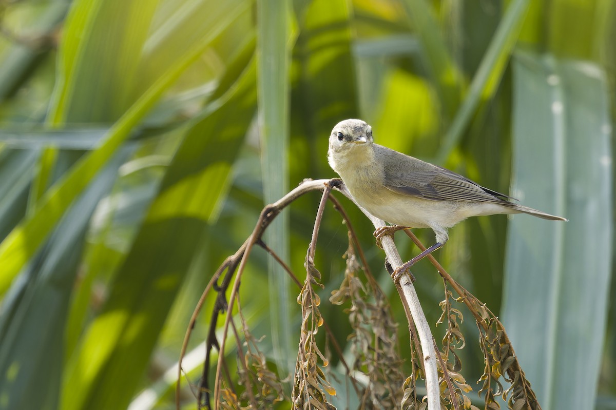 Бурая пеночка - ML644462495