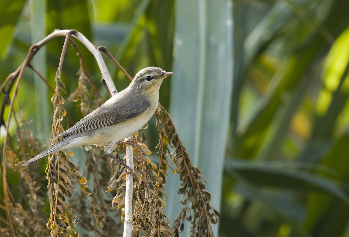 Бурая пеночка - ML644462496