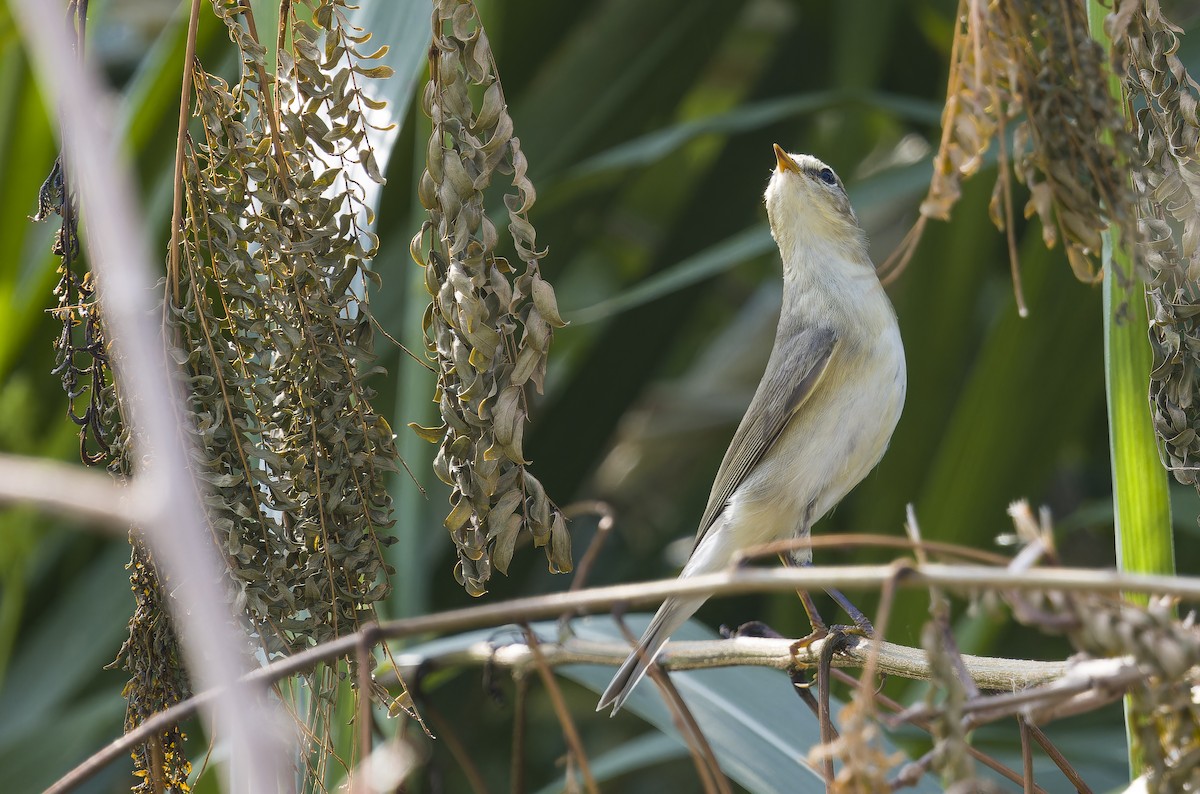 Бурая пеночка - ML644462497