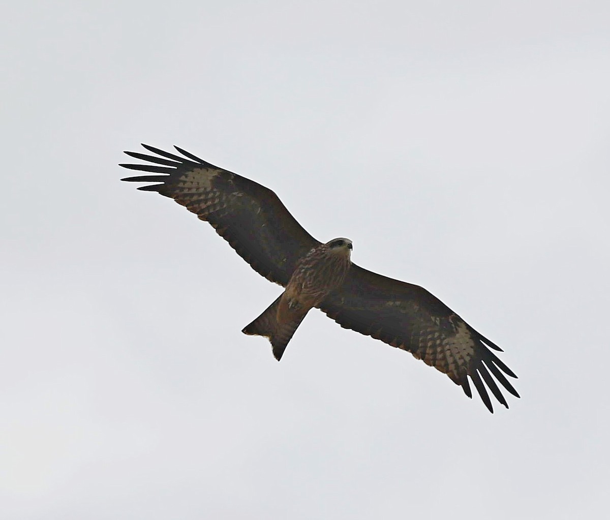Black Kite (Black-eared) - ML644462501