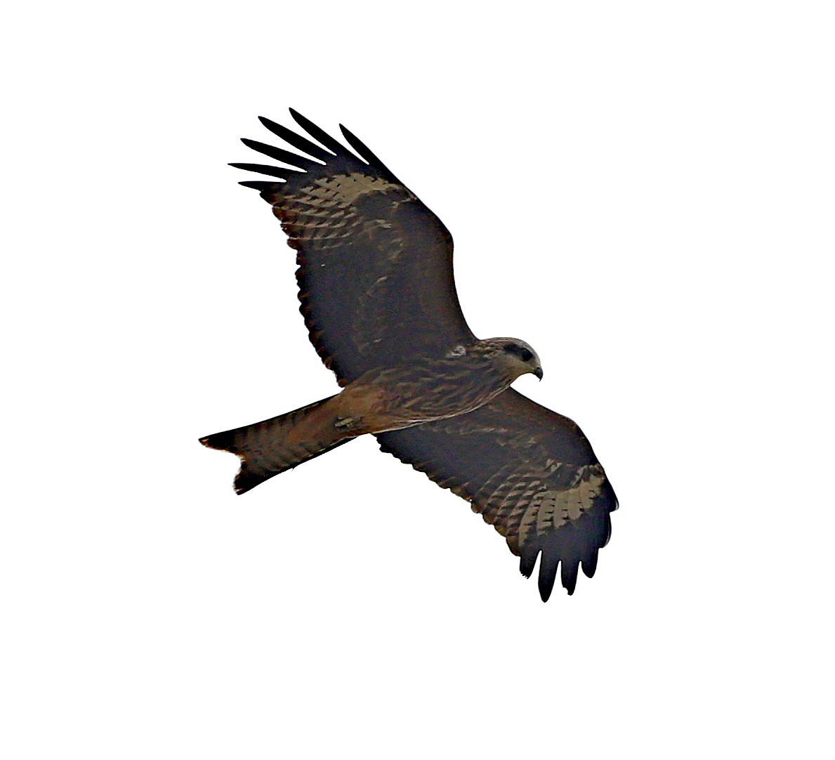 Black Kite (Black-eared) - ML644462502