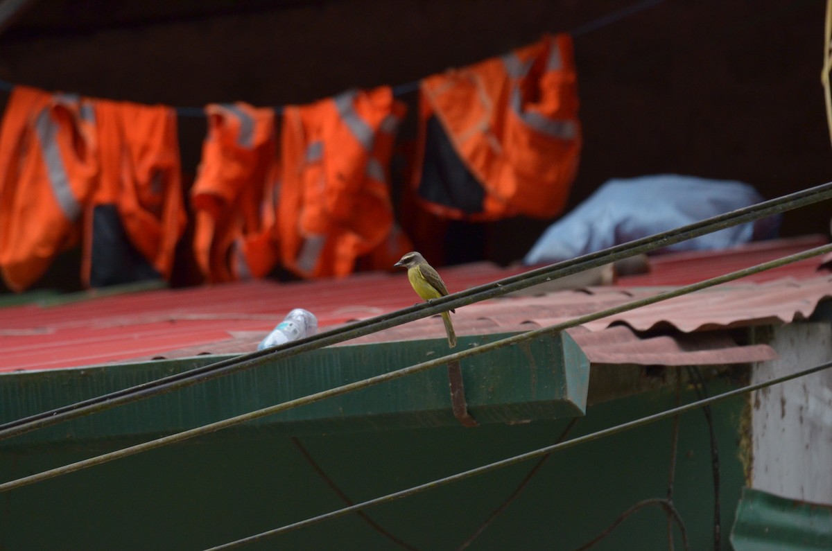 haciendatyrann - ML644462503