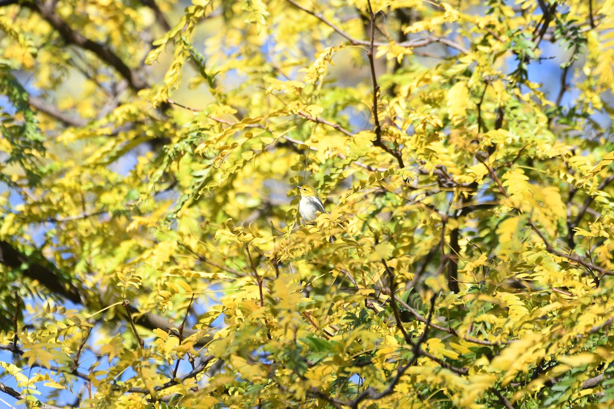 Pine Warbler - ML644462508