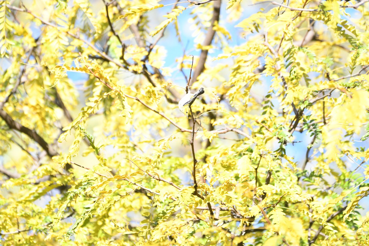 Pine Warbler - ML644462509