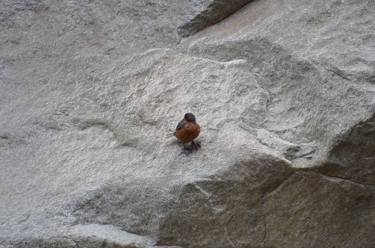 Torrent Duck - ML644462516