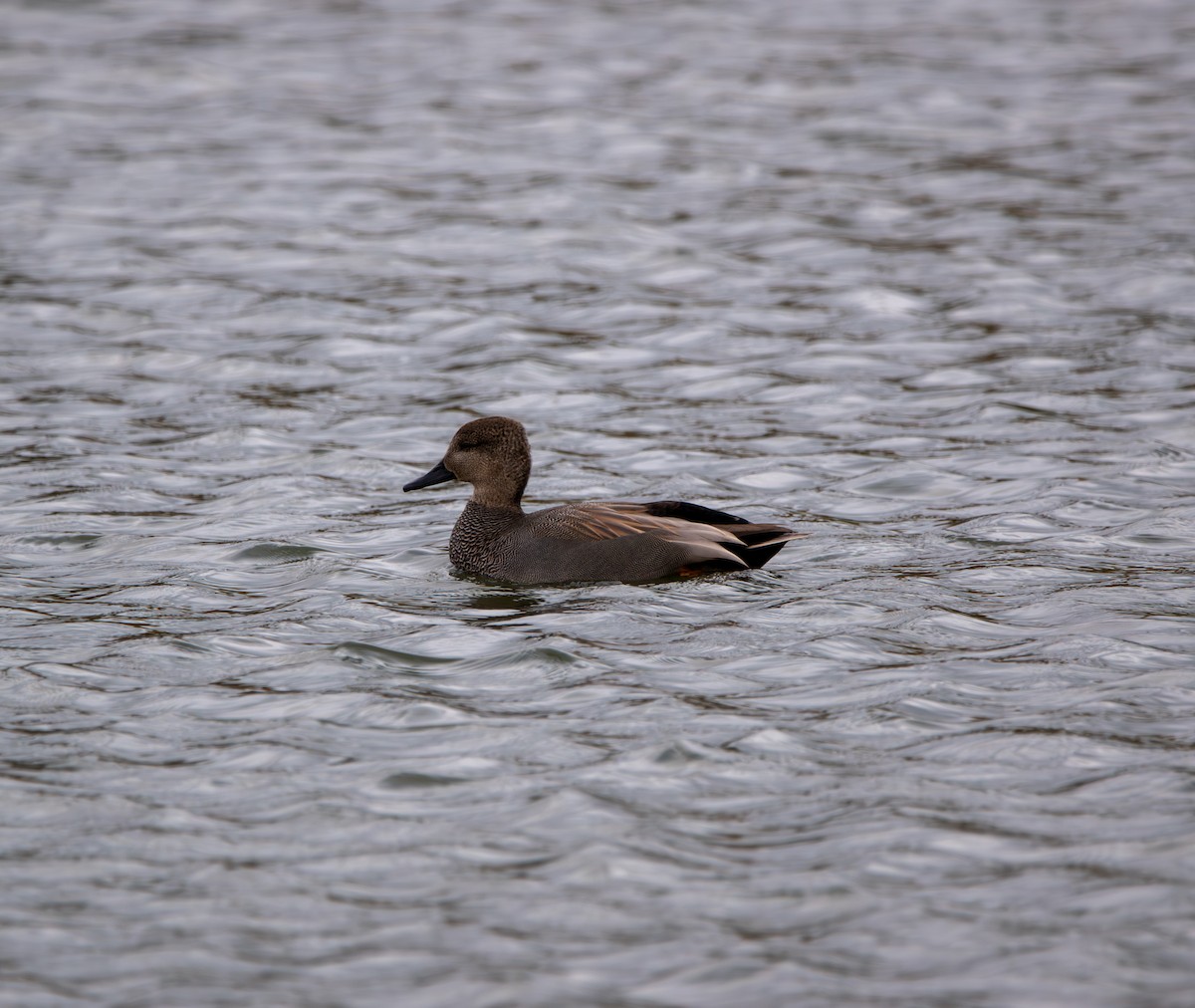 Нерозень - ML644462523