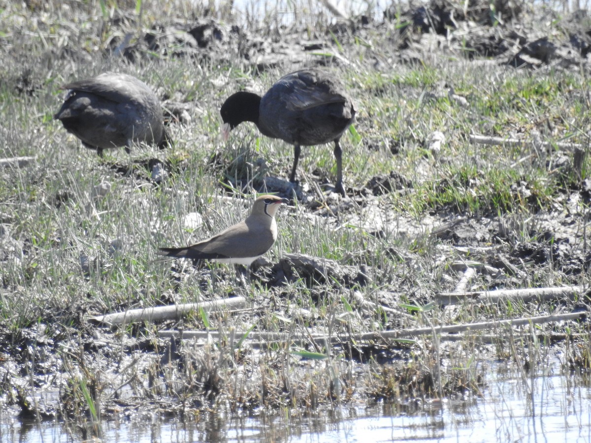 Rotflügel-Brachschwalbe - ML644462550