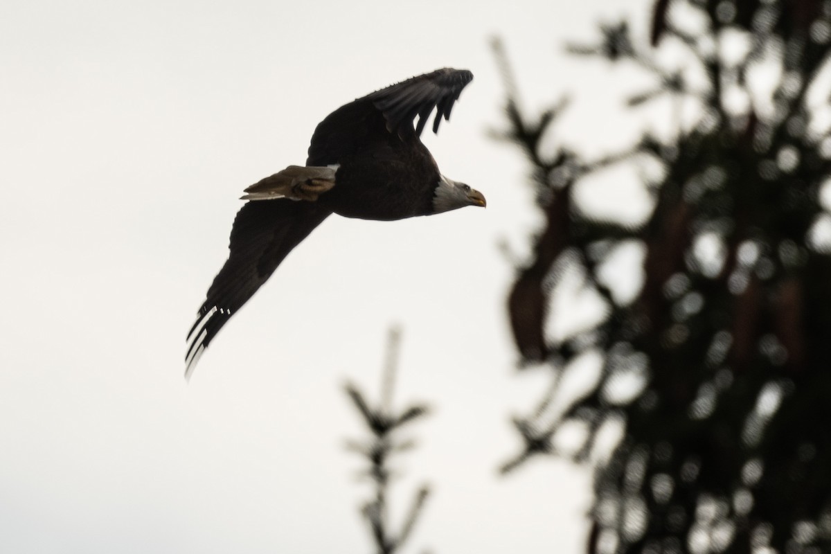 Bald Eagle - ML644462553