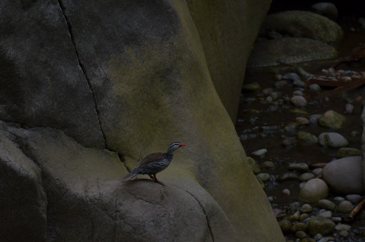 Torrent Duck - ML644462562