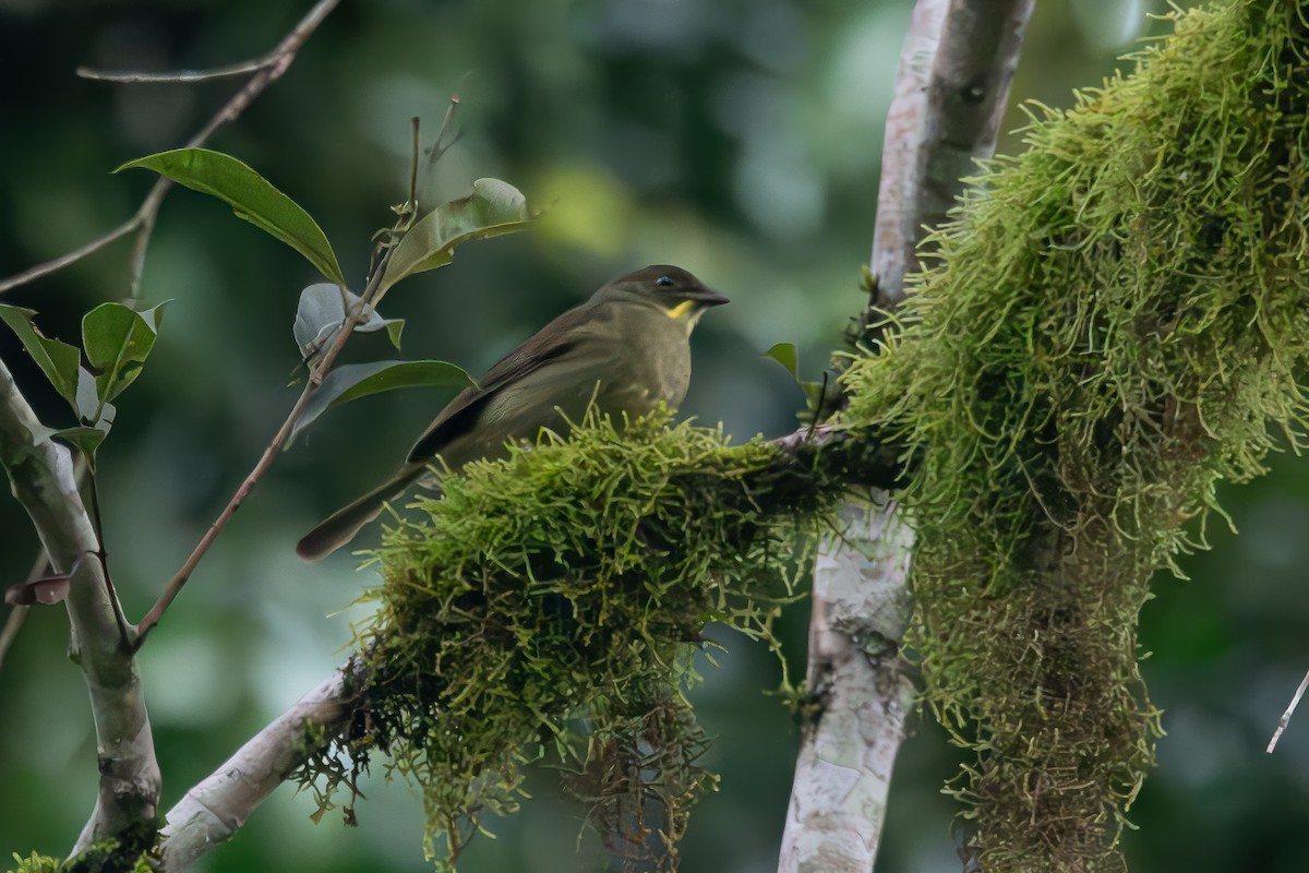 Желтоусый бюльбюль - ML644462569