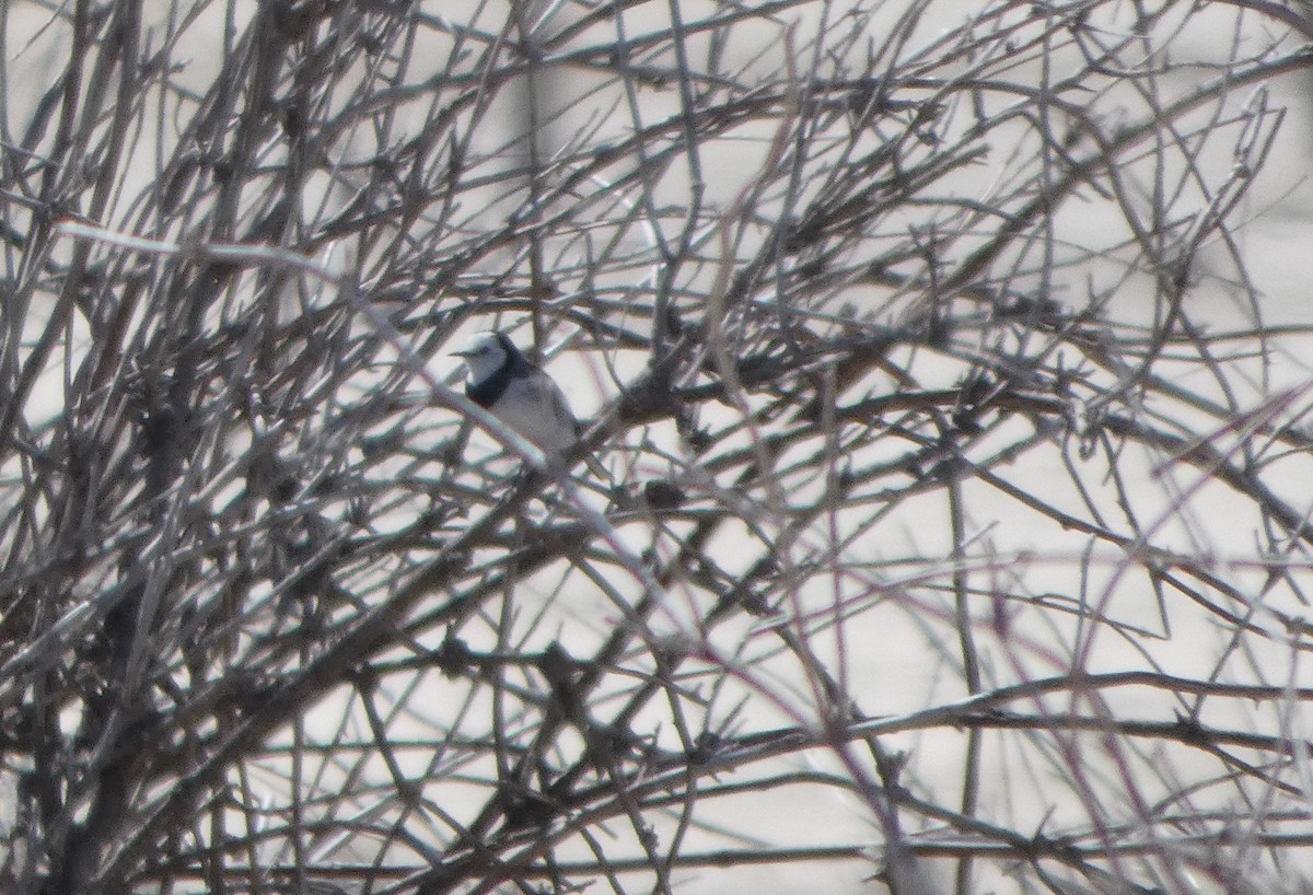 Eptianuro Pío - ML644462573