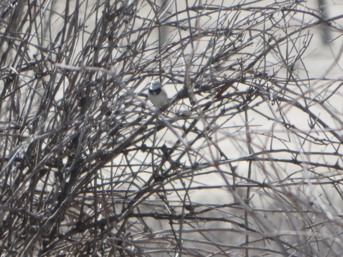 Eptianuro Pío - ML644462575