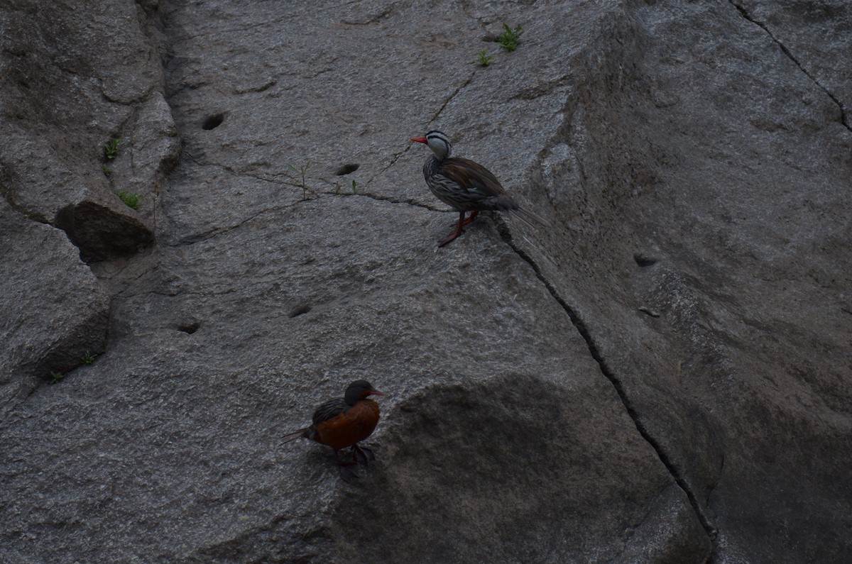 Torrent Duck - ML644462577