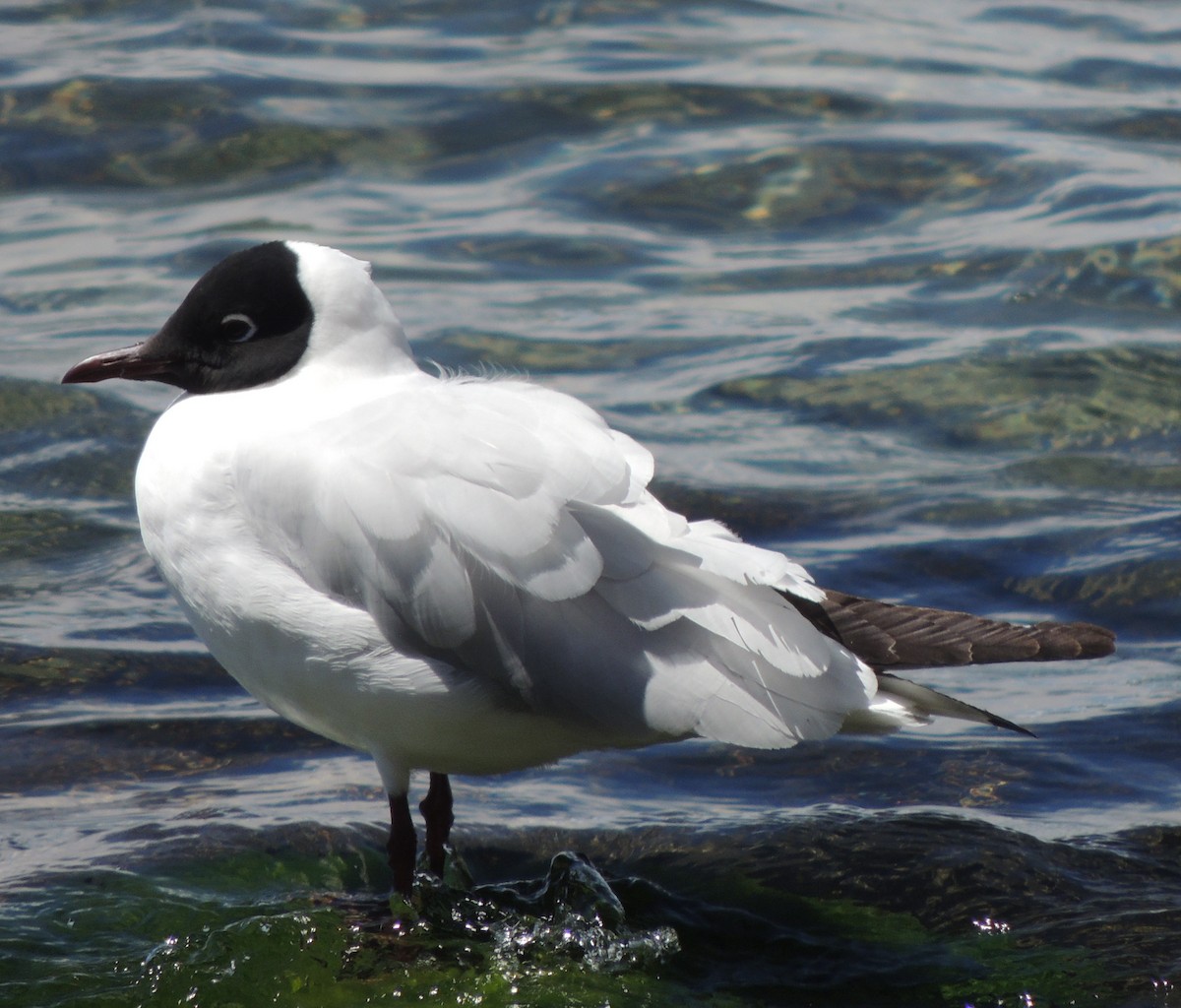 Andean Gull - ML644462581