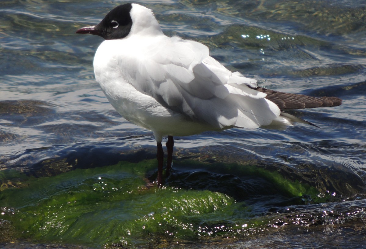 Andean Gull - ML644462582