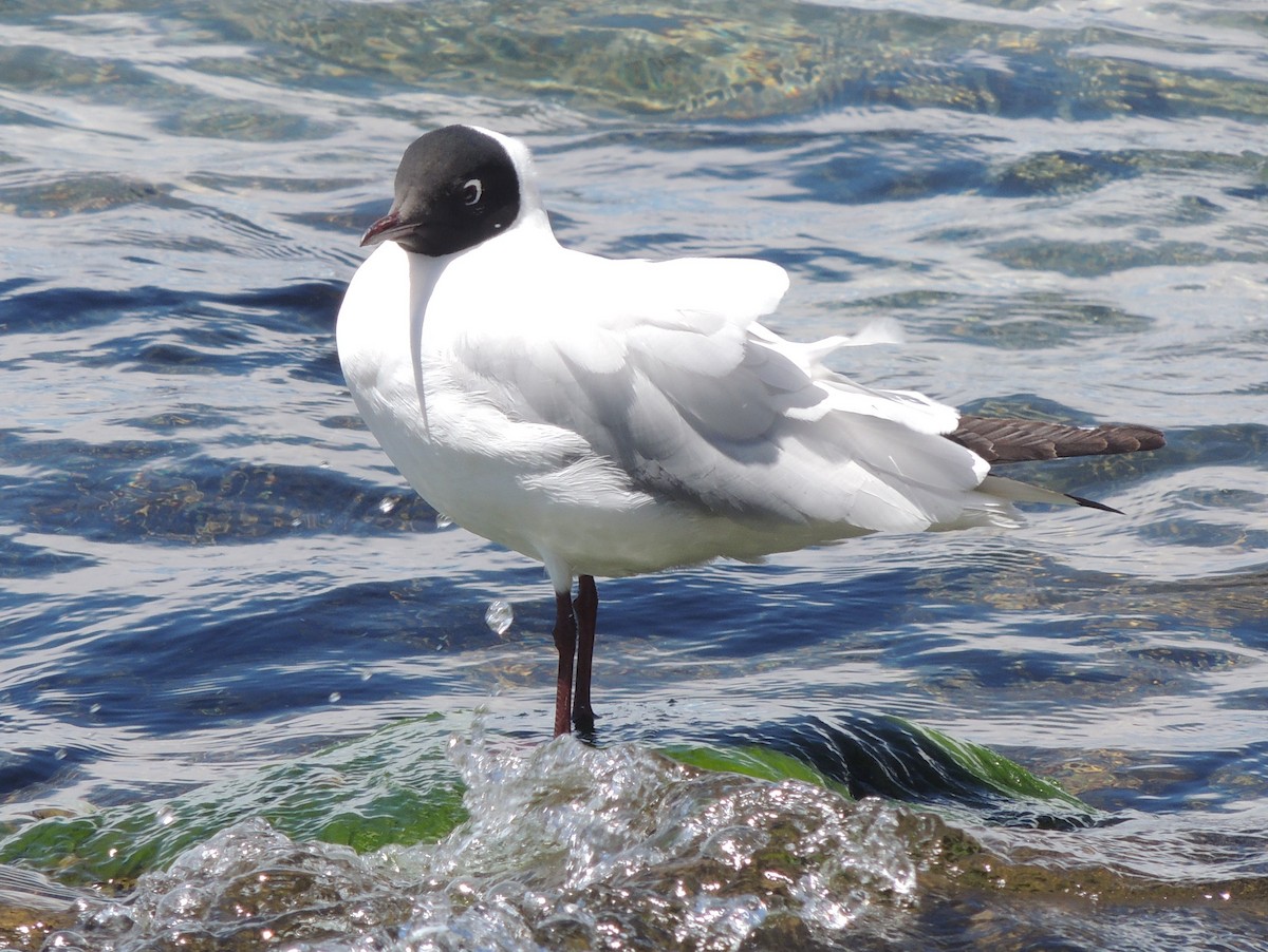 Andean Gull - ML644462583