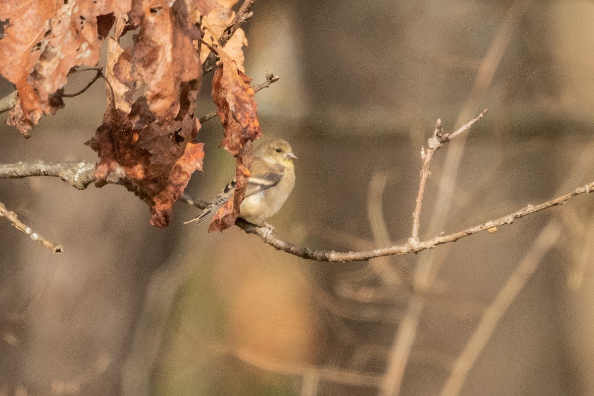 American Goldfinch - ML644462585