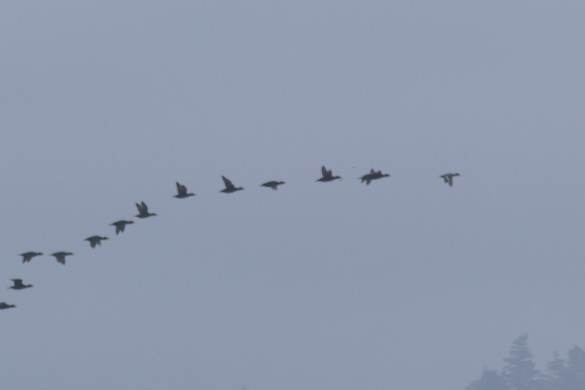 Canard d'Amérique - ML644462591