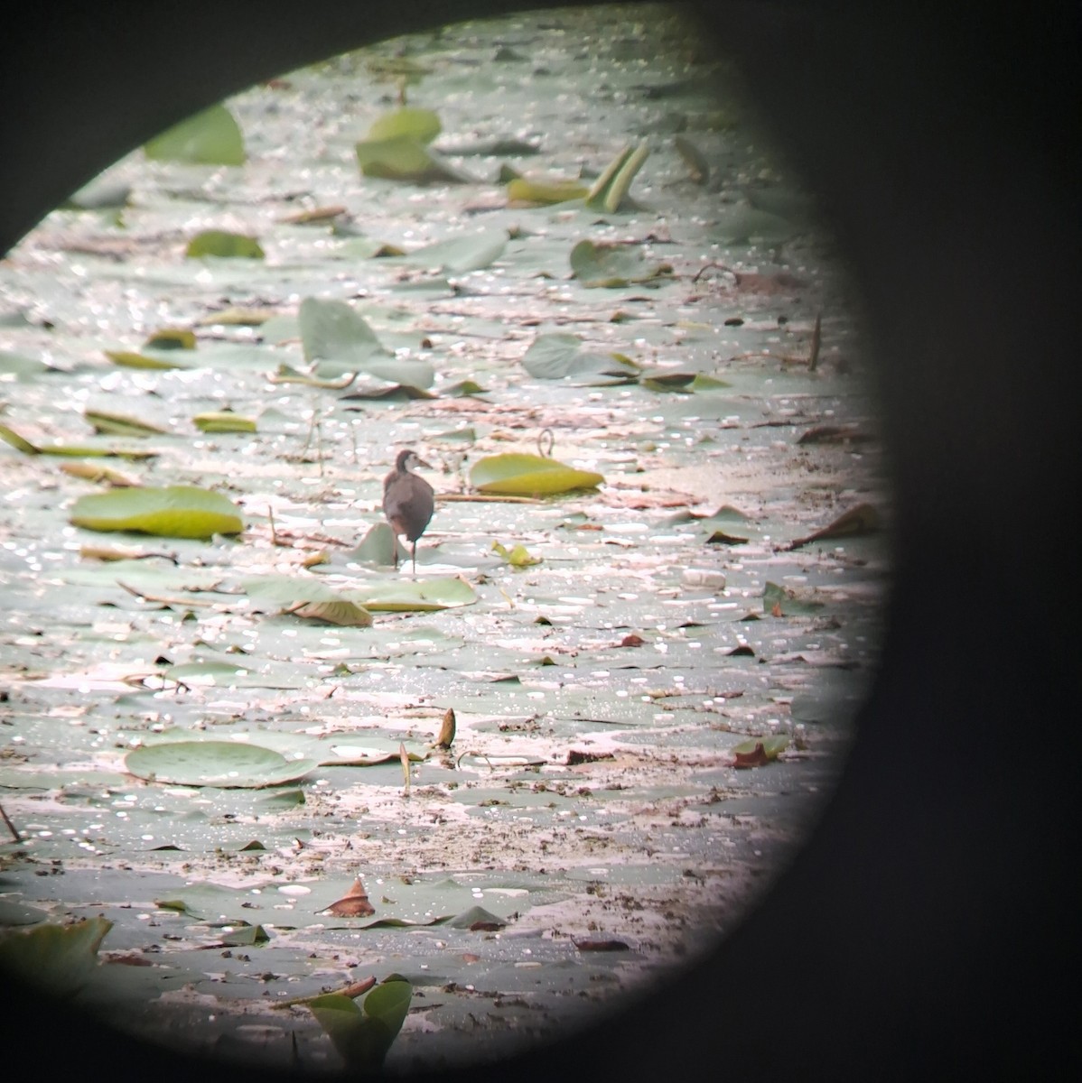 White-breasted Waterhen - ML644462592