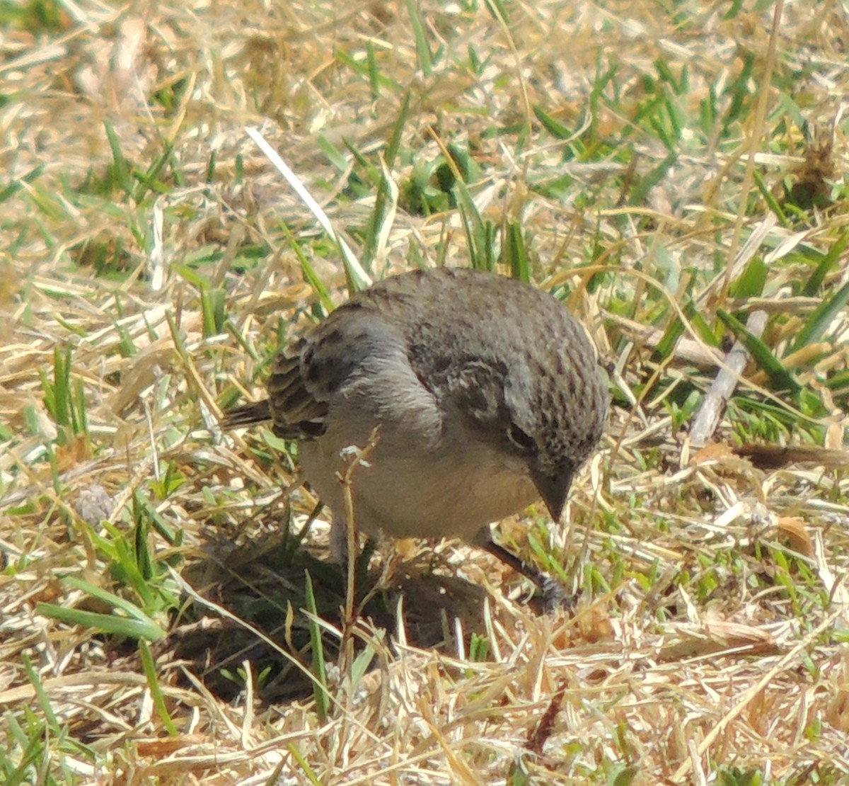 Ash-breasted Sierra Finch - ML644462595