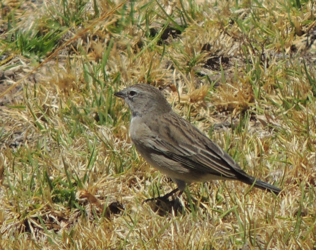 Ash-breasted Sierra Finch - ML644462596