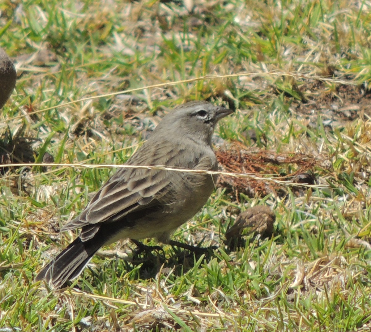 Ash-breasted Sierra Finch - ML644462597