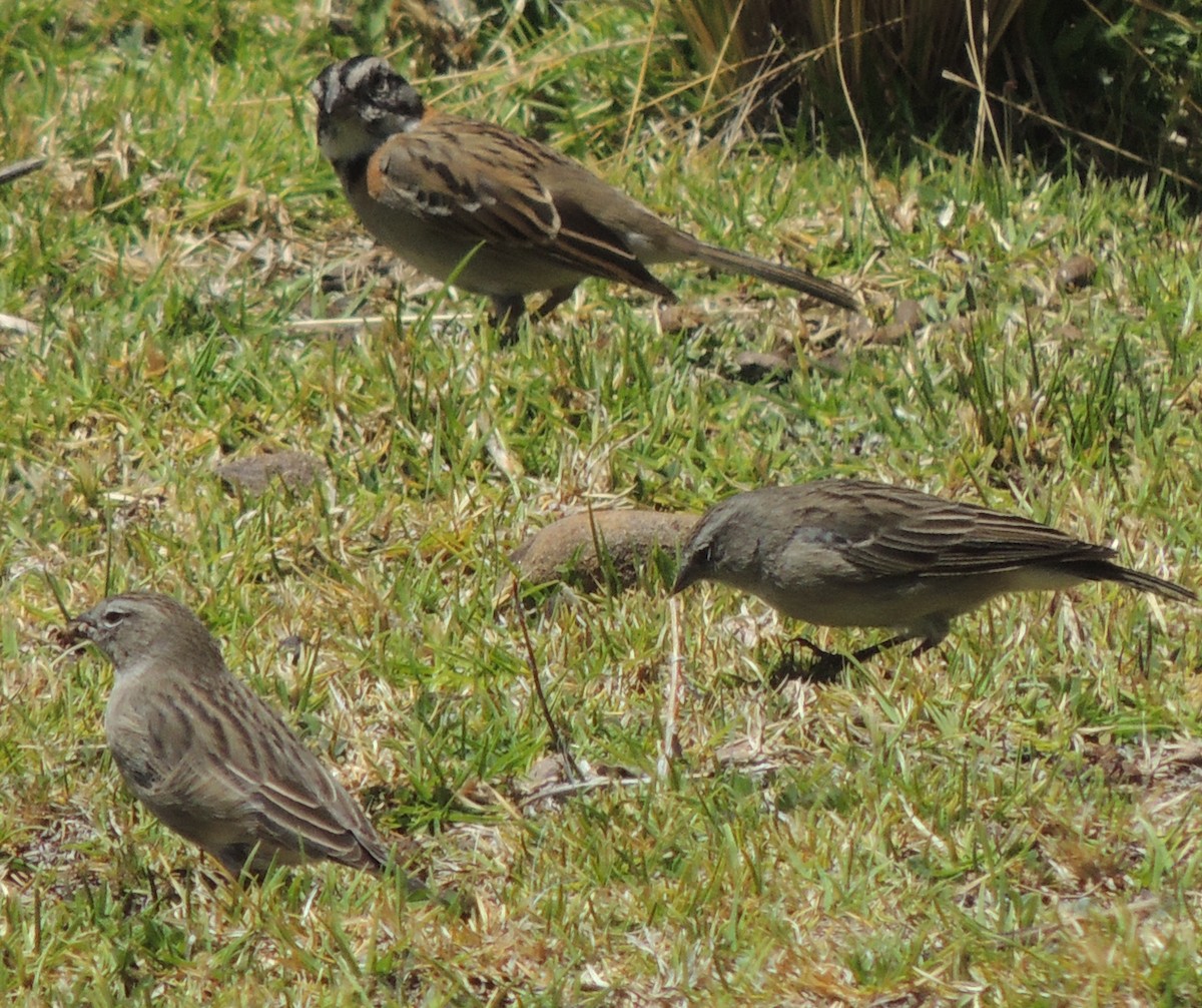 Ash-breasted Sierra Finch - ML644462599