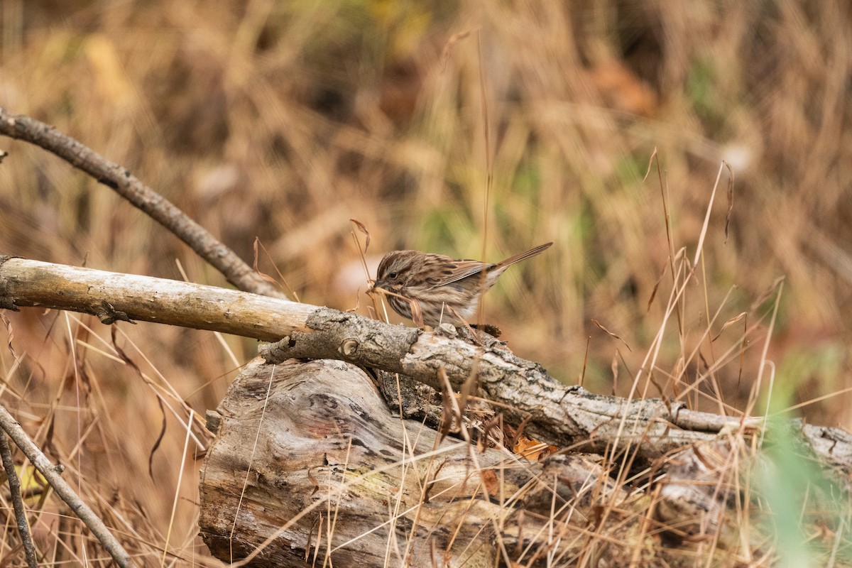 Song Sparrow - ML644462608