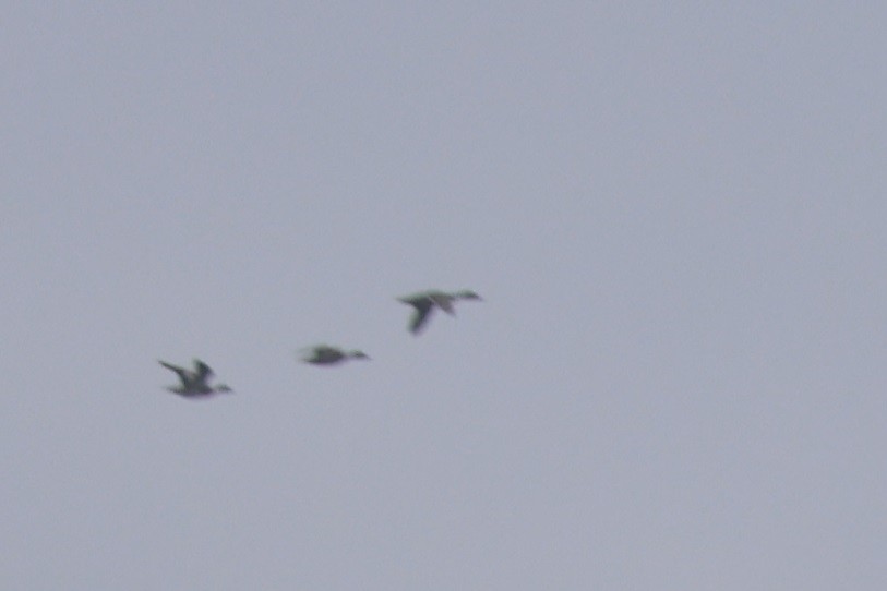 Canard pilet - ML644462609