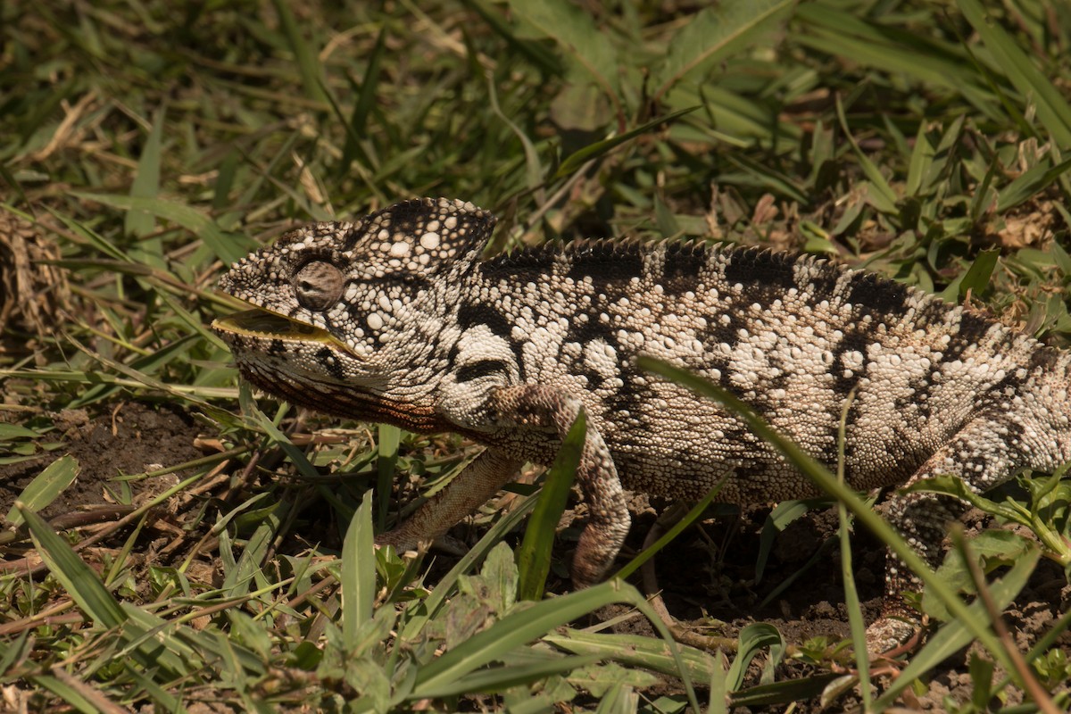 Oustalet's Giant Chameleon - ML644462611