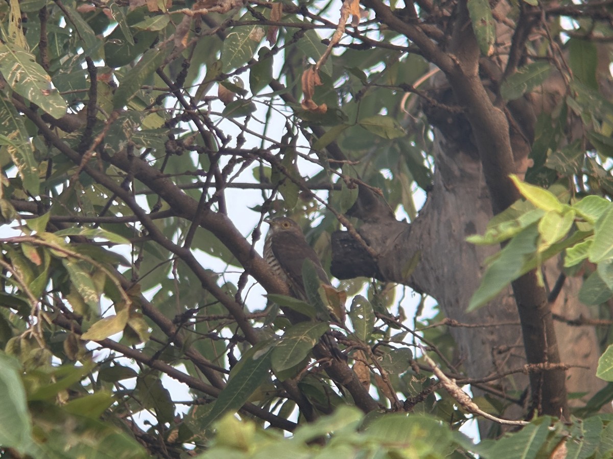 ハイタカジュウイチ - ML644462617