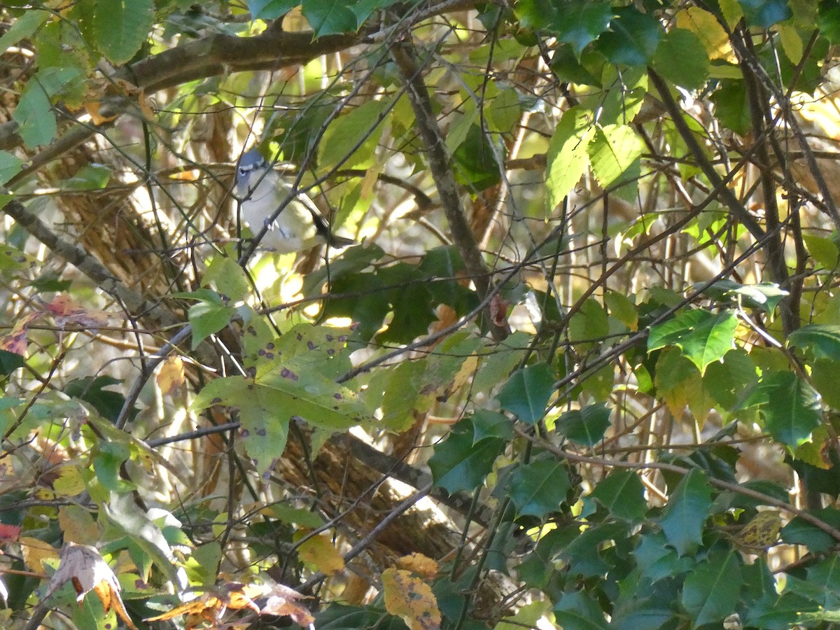 Blue-headed Vireo - ML644462620