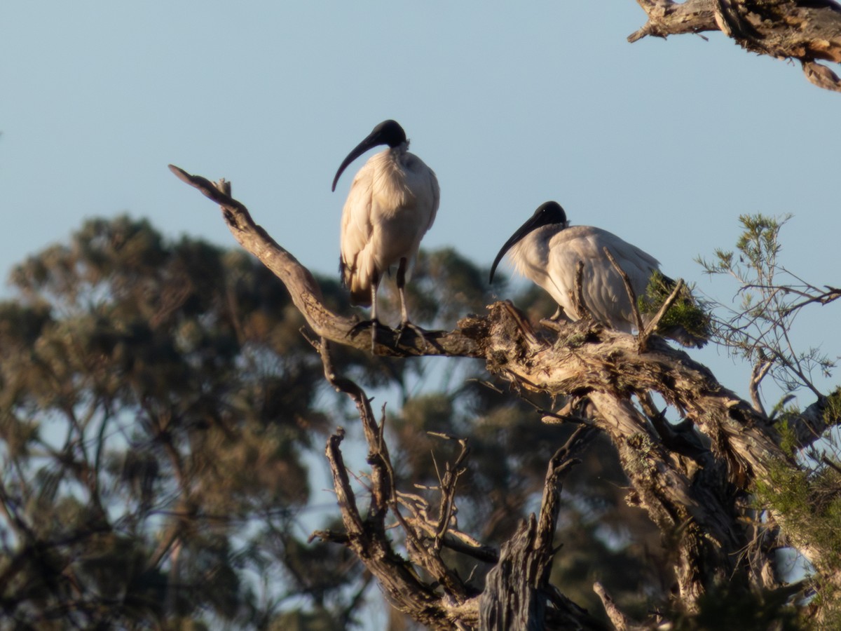Australian Ibis - ML644462621