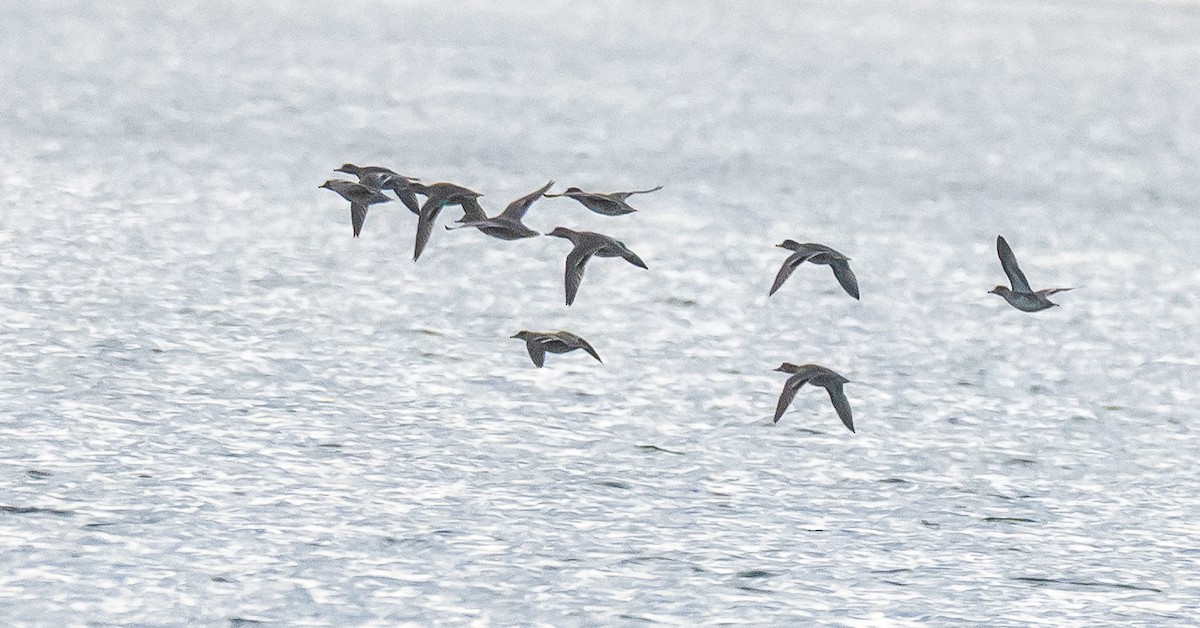 Нерозень - ML644462635