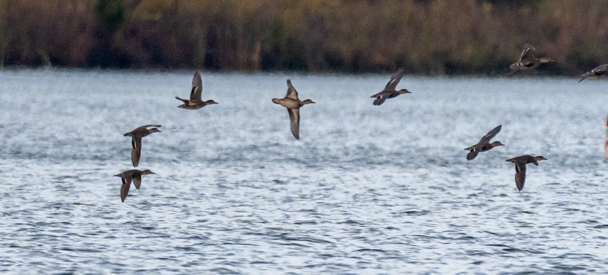 Нерозень - ML644462636