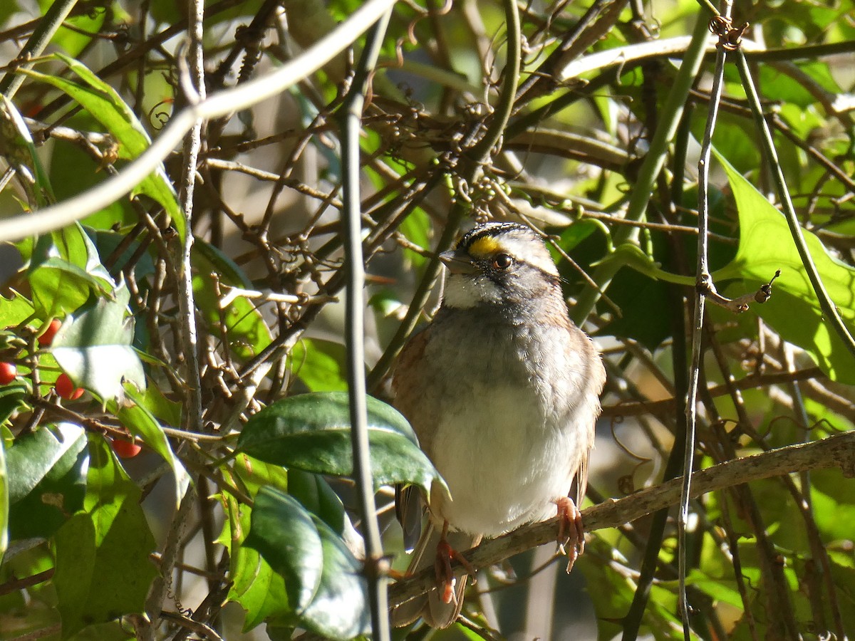 White-throated Sparrow - ML644462637