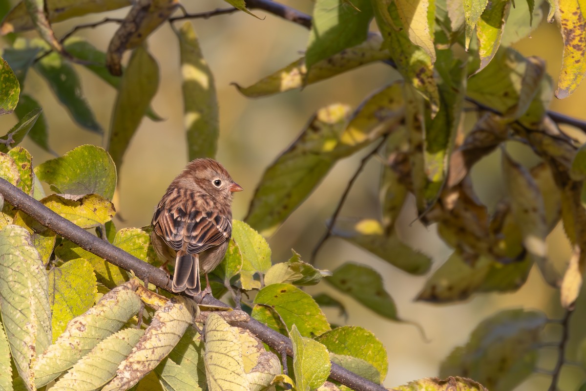 Field Sparrow - ML644462638
