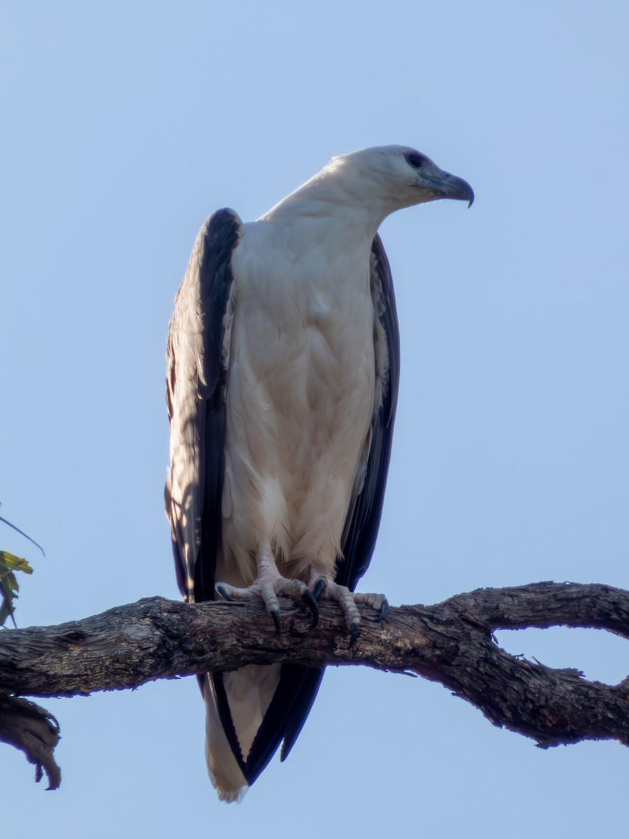 Pygargue blagre - ML644462640