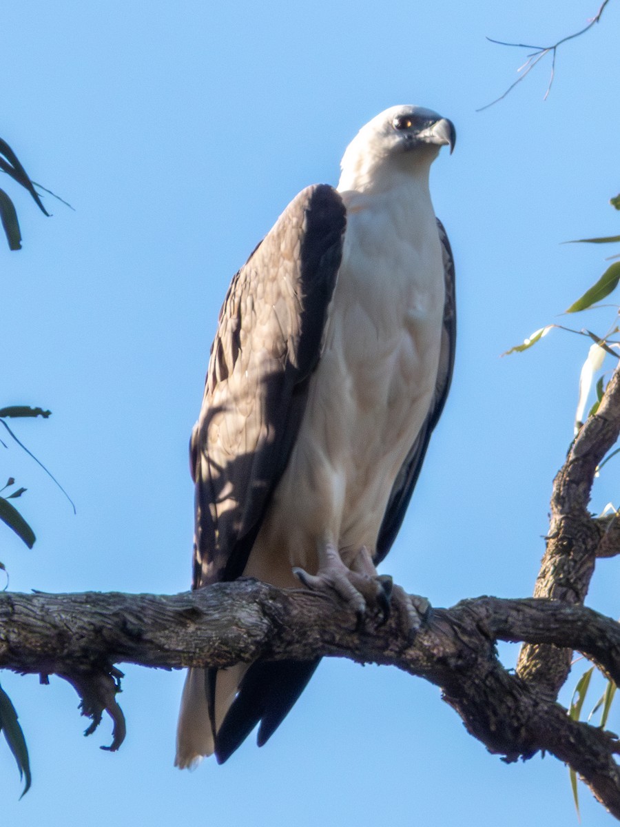 Pygargue blagre - ML644462641