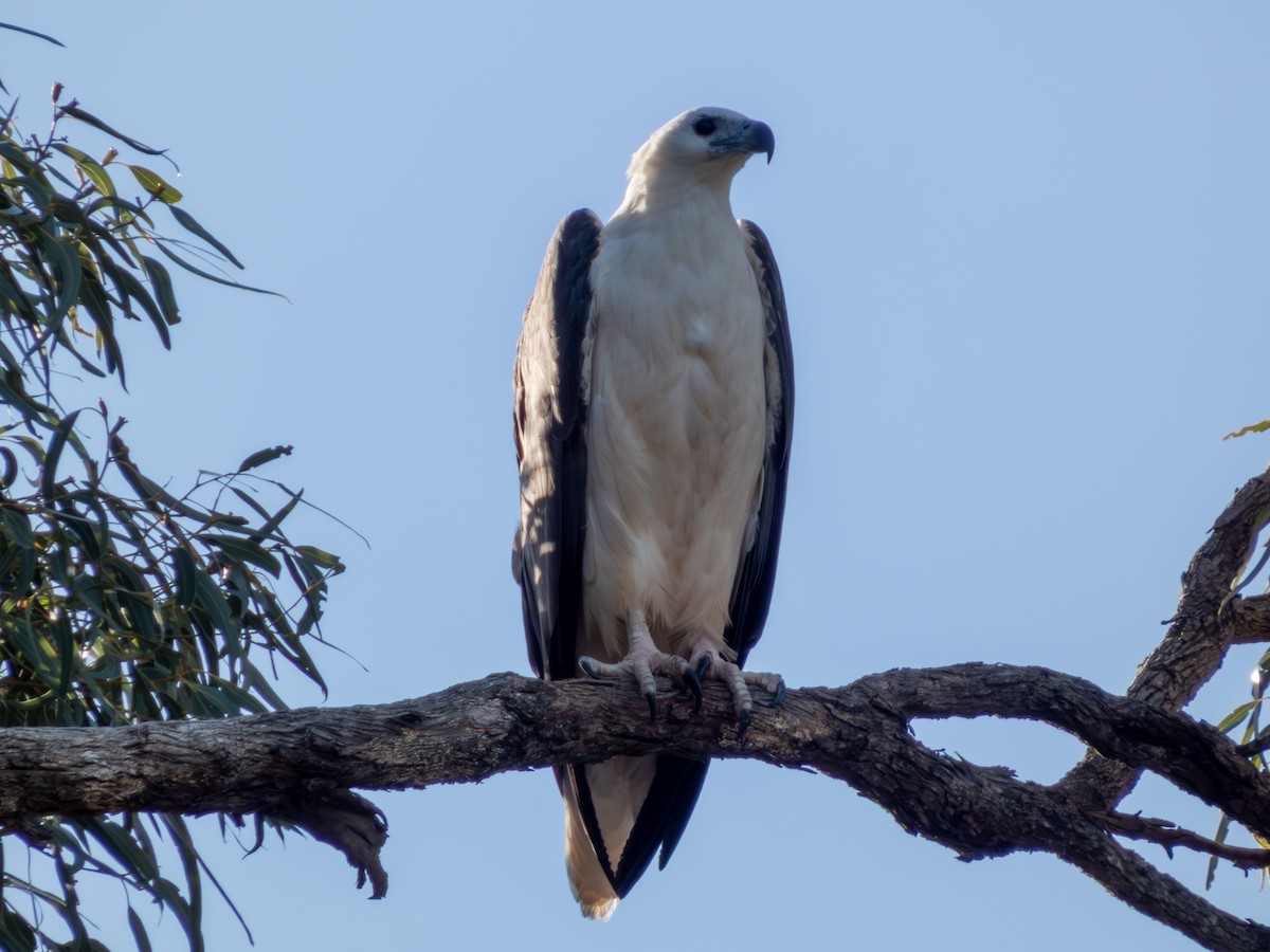 Pygargue blagre - ML644462642