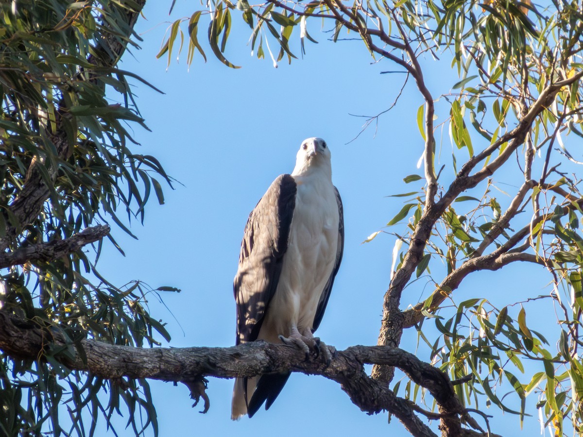 Pygargue blagre - ML644462643